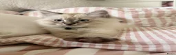 Ragdoll cats for sale: Ragdoll kitten - Advert 2