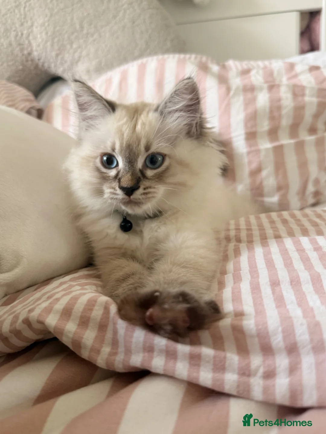 Ragdoll cats for sale: Ragdoll kitten - Advert 2