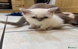 British Shorthair cats for sale: Beautiful British blues and colourpoints  - Image 9