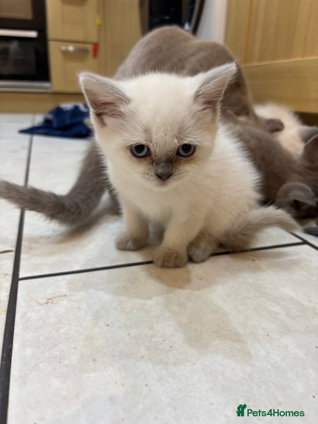 British Shorthair cats for sale: Beautiful British blues and colourpoints  - Image 9