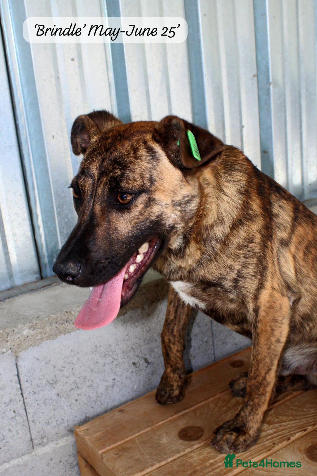 Mixed Breed dogs for adoption: Brindle, approx 7 months. Available for adoption. - Image 17