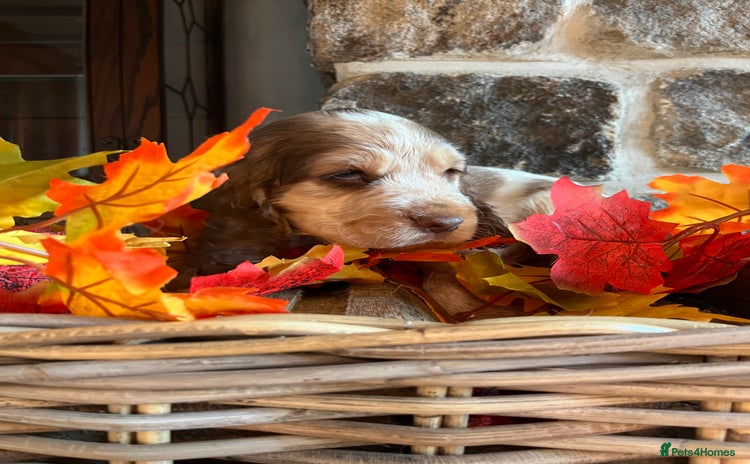 Cocker Spaniel dogs Exceptional KC registered Show Cocker Spaniels  - Advert 9