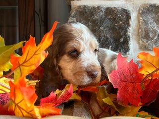 Cocker Spaniel dogs Exceptional KC registered Show Cocker Spaniels - Advert 1