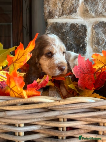 Cocker Spaniel dogs Exceptional KC registered Show Cocker Spaniels - Advert 1