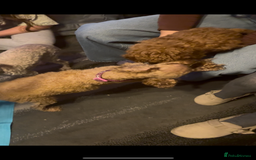 Toy Poodle dogs for sale: Gorgeous toy poodle looking for forever home - Image 4