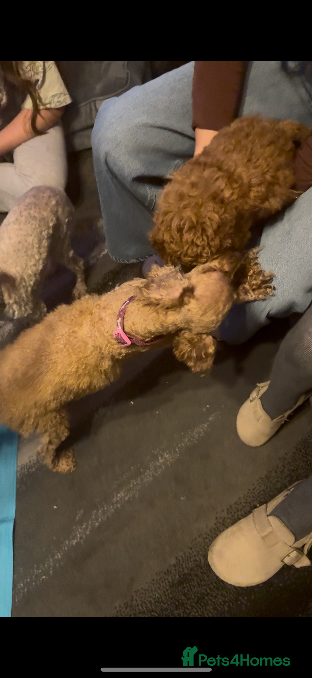 Toy Poodle dogs for sale: Gorgeous toy poodle looking for forever home - Image 4