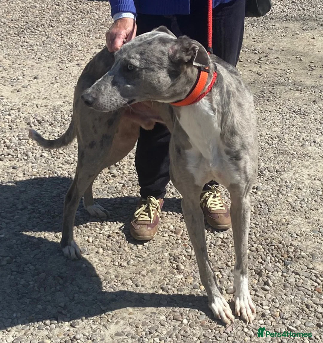 Lurcher dogs for adoption: Handsome Olly wants a new forever home - Advert 2