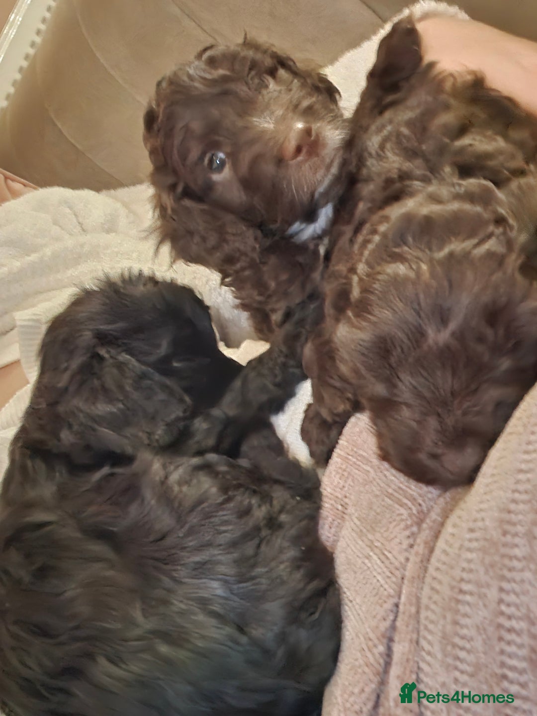 Cockapoo dogs for sale: Cockerpoos looking for forever homes - Advert 12