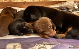 Dachshund dogs for sale: Adorable mini dachshund puppies for sale - Image 2