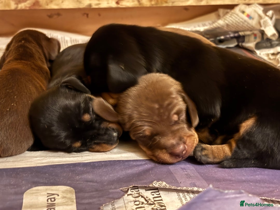 Dachshund dogs for sale: Adorable mini dachshund puppies for sale - Image 2