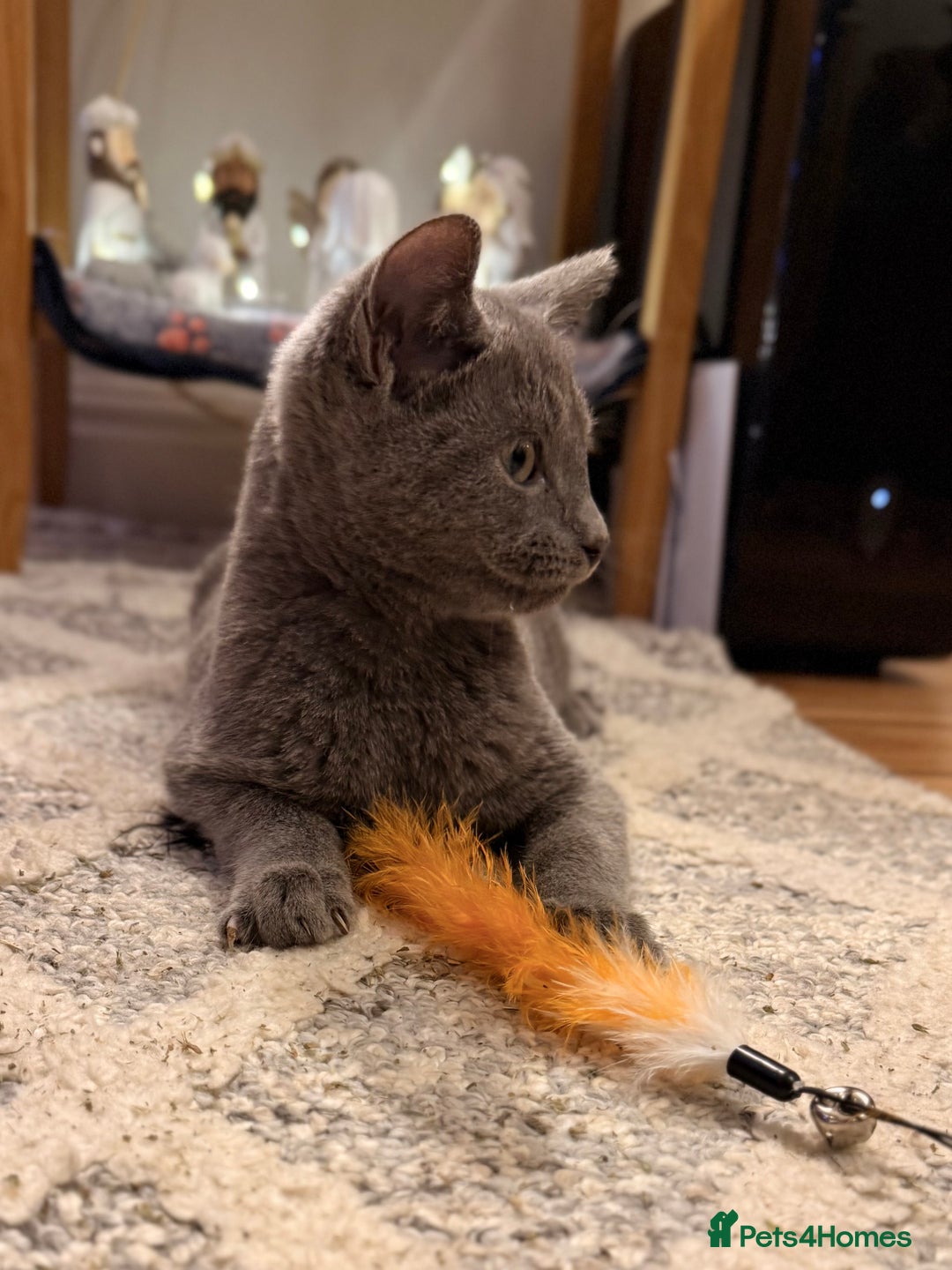 Russian Blue cats for sale: Pure Russian Blue Boy❄️ - Advert 11