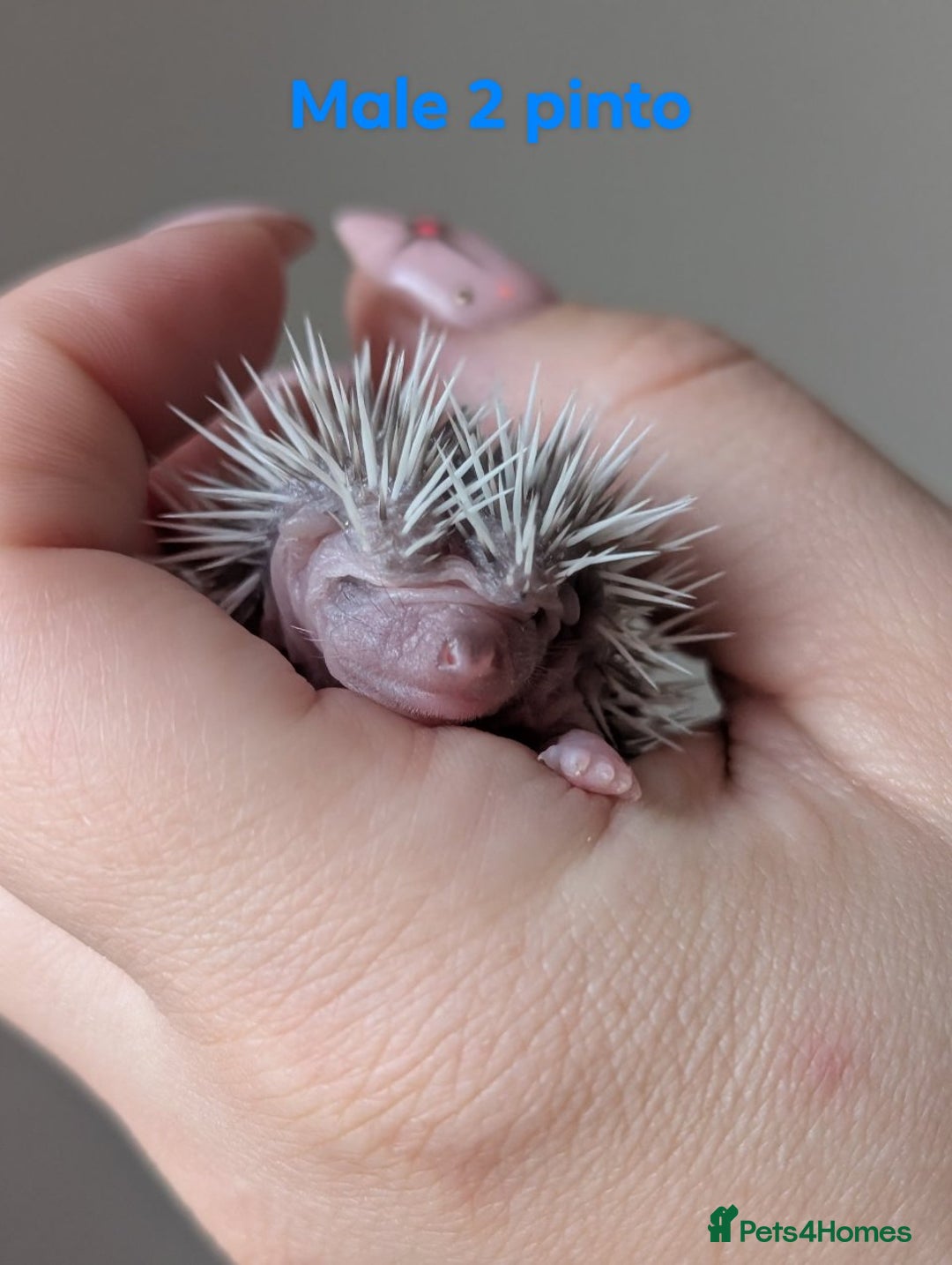 Pygmy Hedgehog rodents for sale: Gorgeous APH hedgehogs  - Image 14