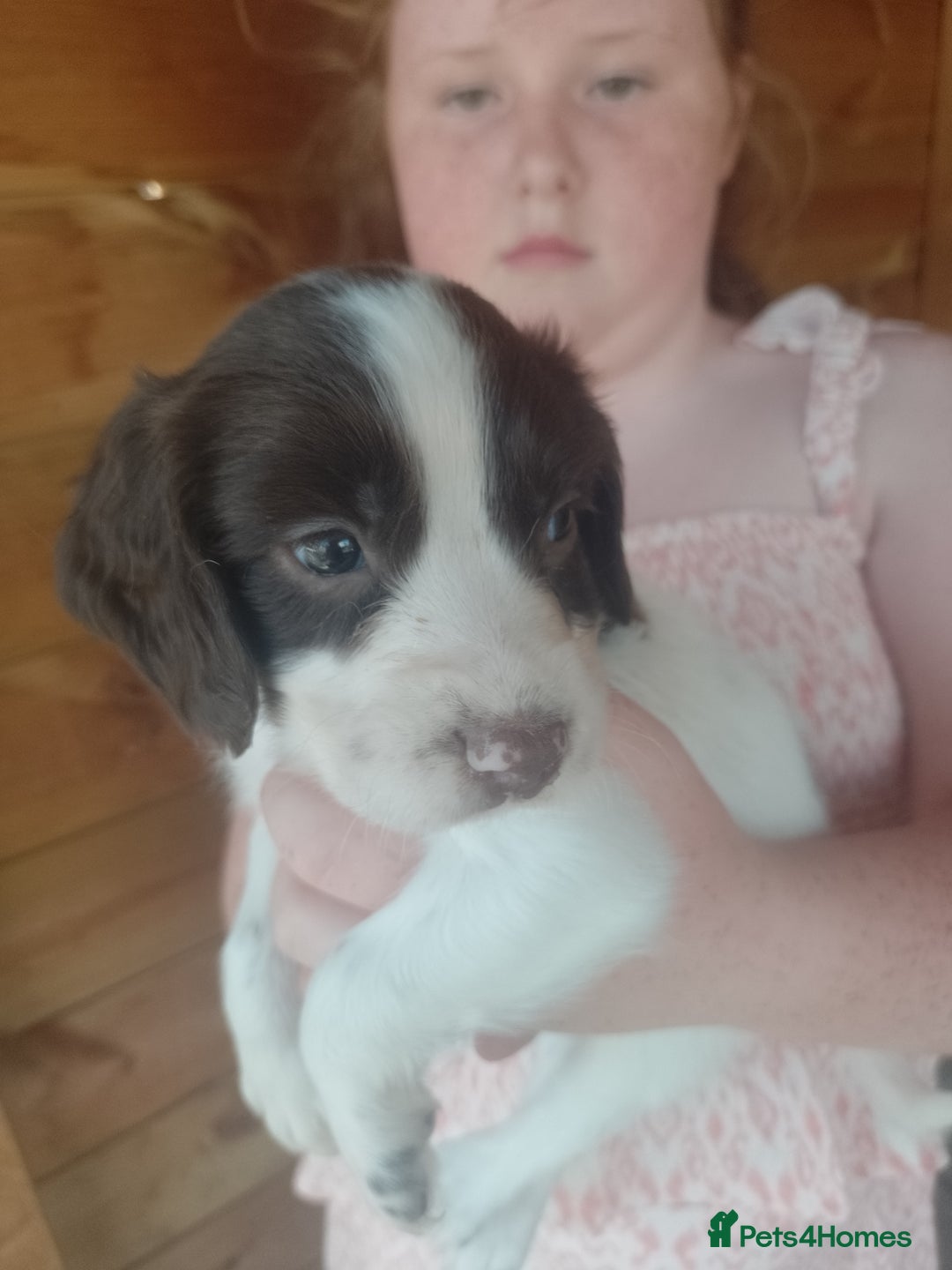 English Springer Spaniel dogs for sale: Beautiful litter of English springer spaniel pups - Image 11