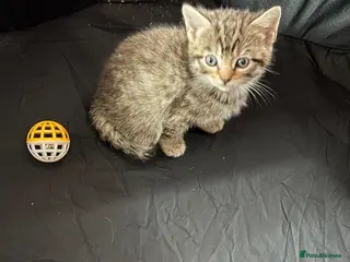 Mixed Breed cats Whiskers kittens available - Advert 13
