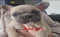 French Bulldog dogs for sale: Beautiful French bulldog puppies - Image 15