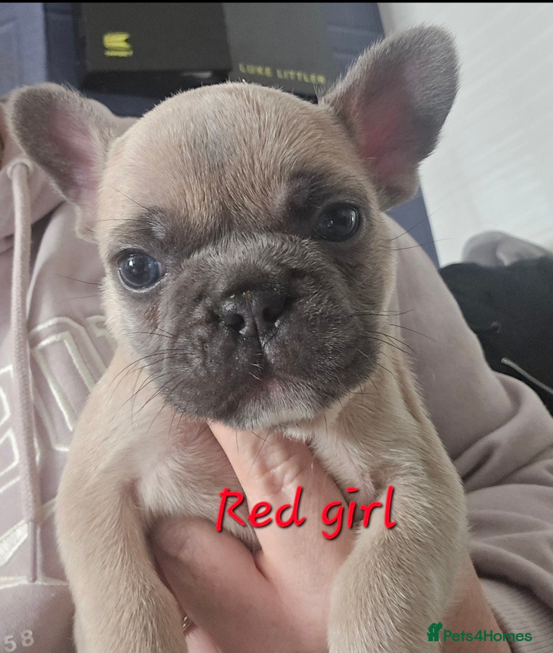 French Bulldog dogs for sale: Beautiful French bulldog puppies - Image 15