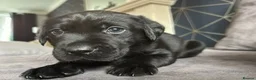 Labrador Retriever dogs for sale: Stunning litter of KC black labradors - Advert 20