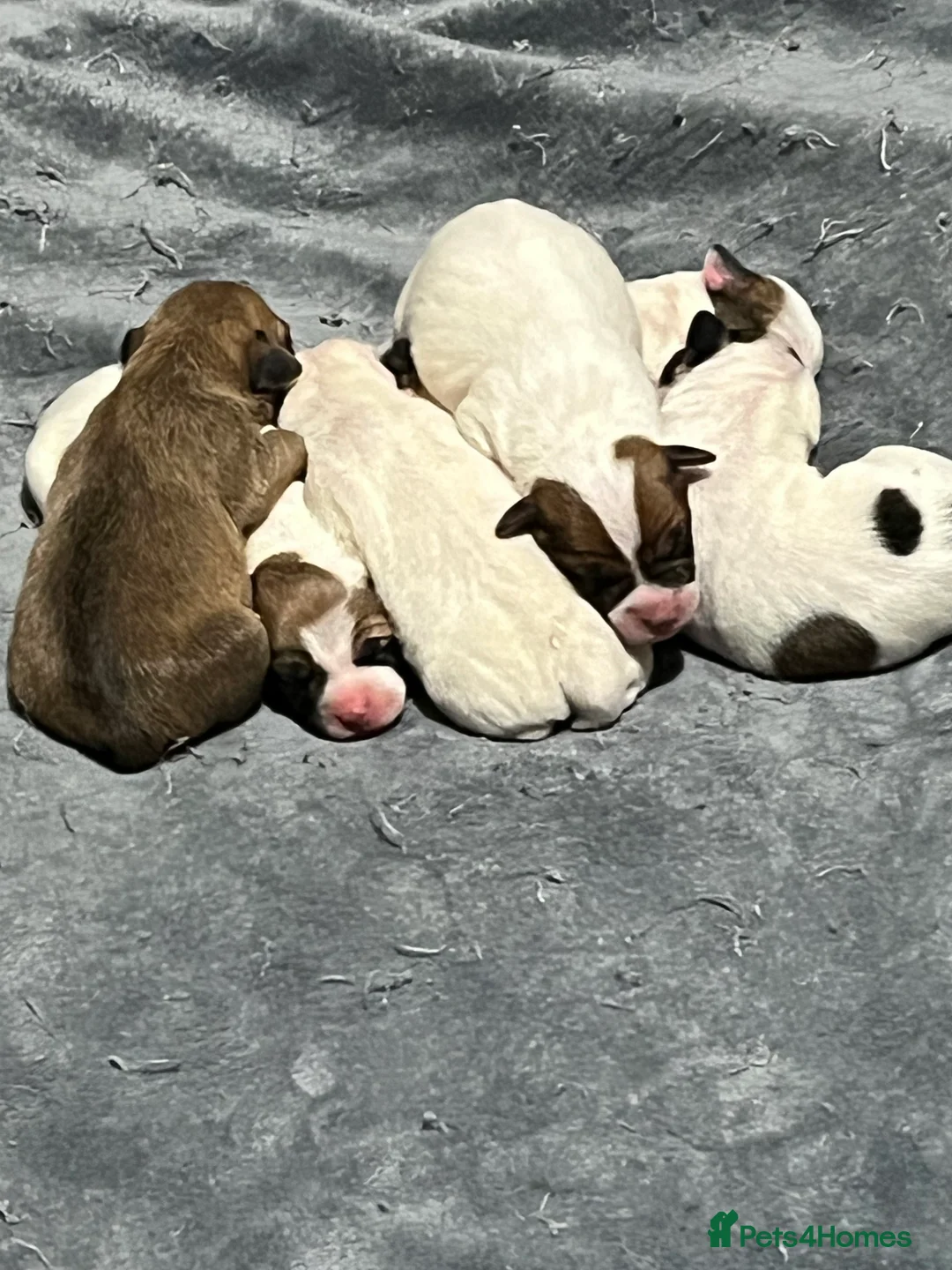 Mixed Breed dogs for sale: Jack Russell puppies  - Advert 2