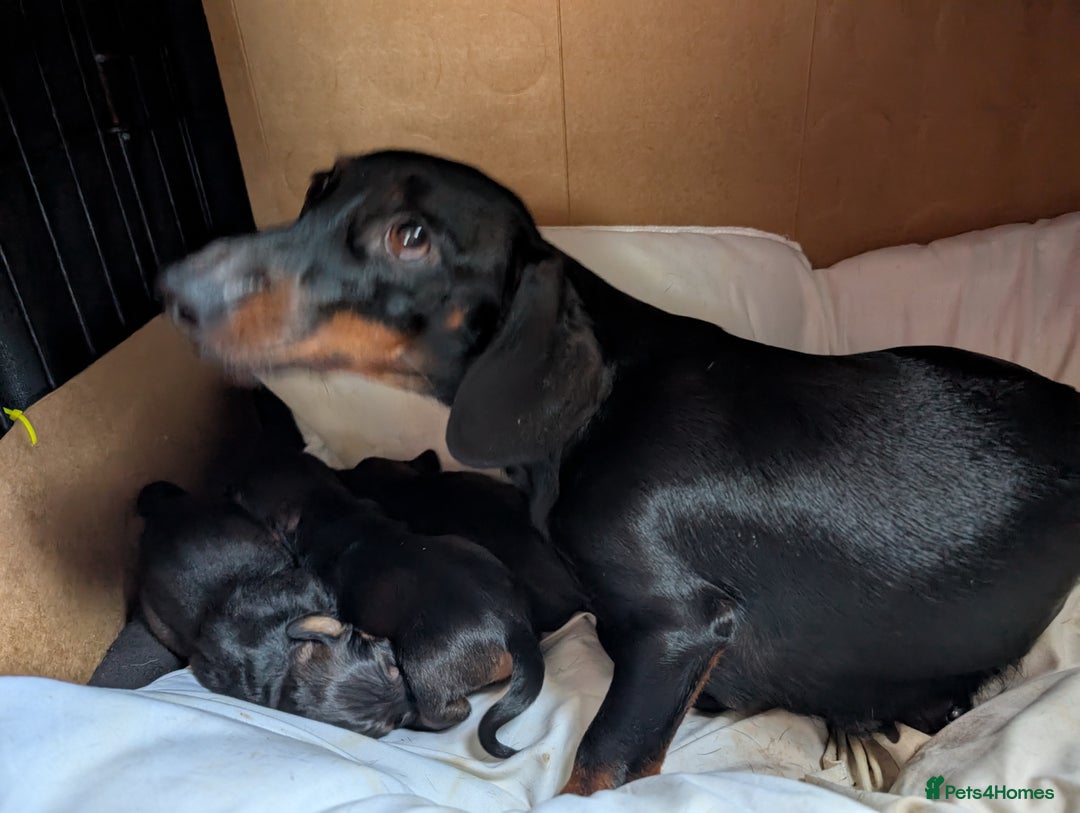 Dachshund dogs for sale: Dachshund Puppies  - Image 7