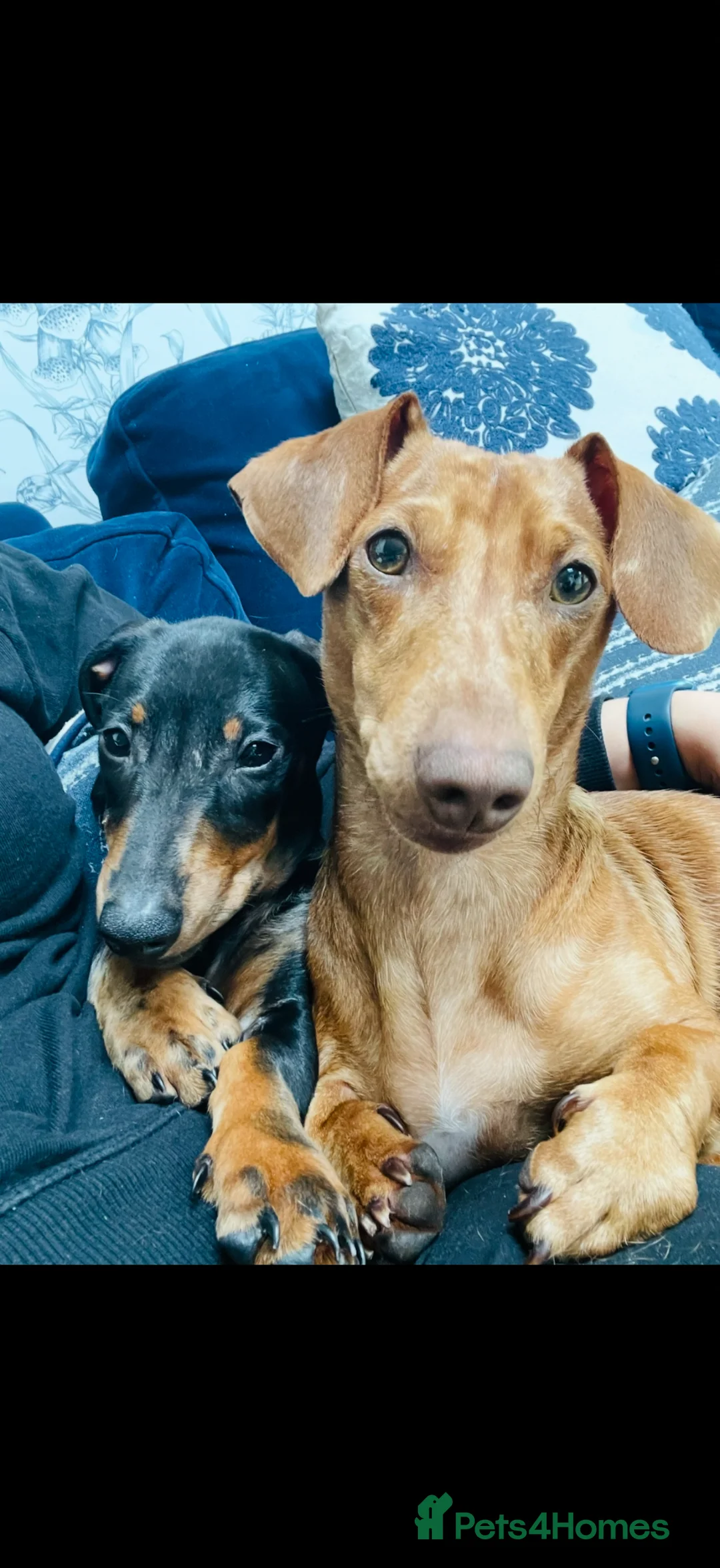 Miniature Dachshund dogs for sale: 2 male Miniature sausages - Advert 1