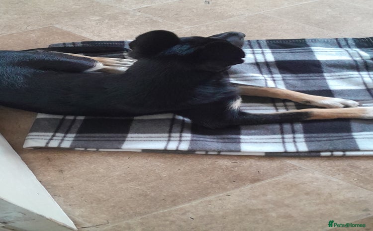 Mixed Breed dogs in Cardiff - Advert 6