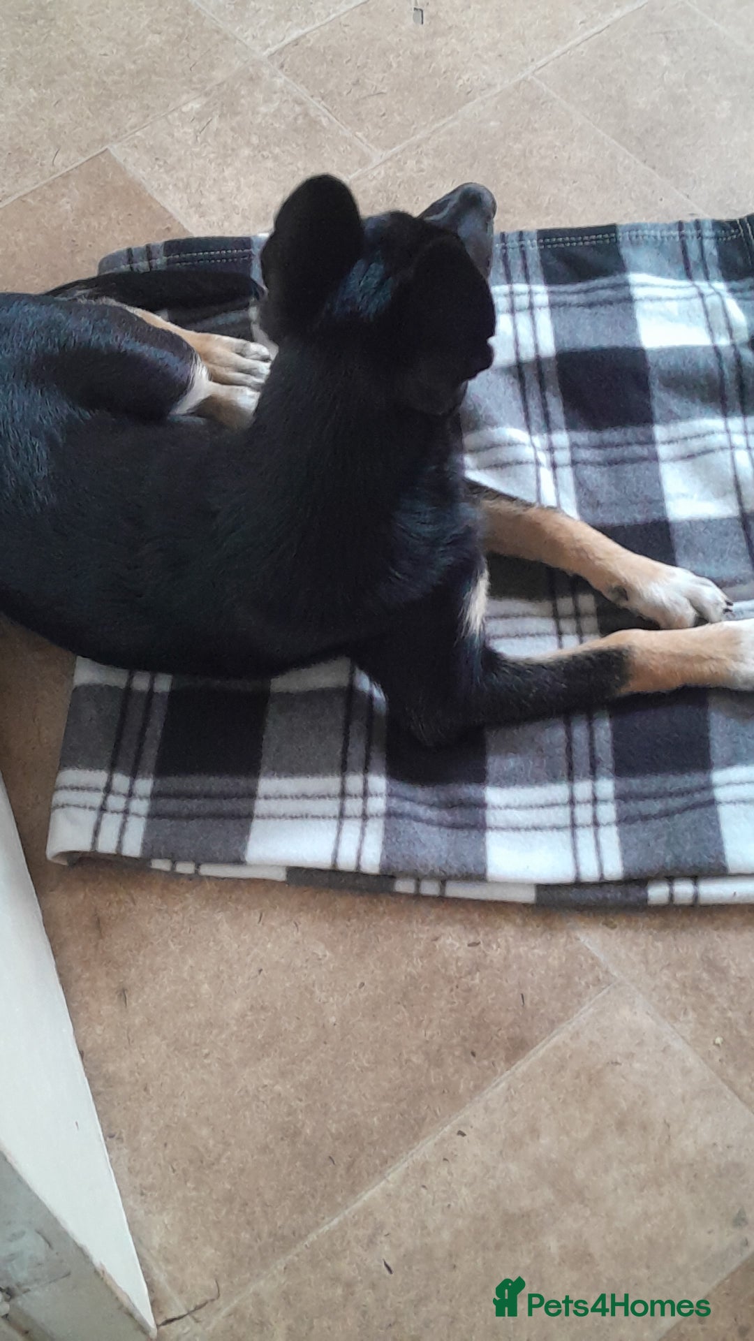 Mixed Breed dogs for sale: Mixed puppy  in Cardiff - Image 1