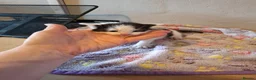 Mixed Breed cats for sale: 4 Black and White Kittens - Advert 9