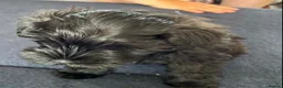 Miniature Schnauzer dogs for sale: 🎀 JUST TWO GIRLS LEFT READY NOW 🎀 - Advert 4