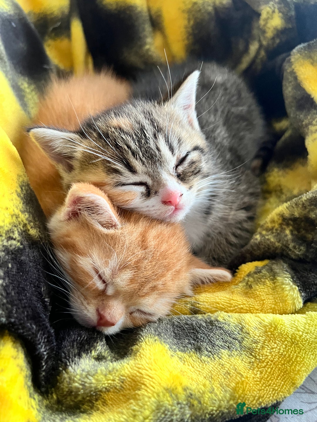 Persian cats for sale: Stunning half Exotic Persian kittens for sale.  - Image 9