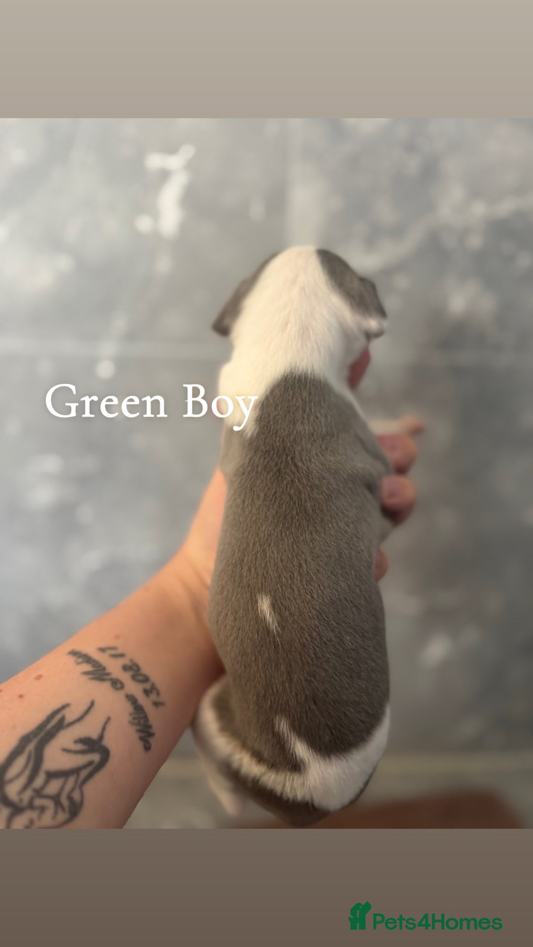 Whippet dogs for sale: All found homes-Beautiful Blue and White Parti BOY - Image 23