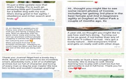 Bordoodle dogs for sale: Toy Bordoodles ❤️ - 1 girl available - Image 13