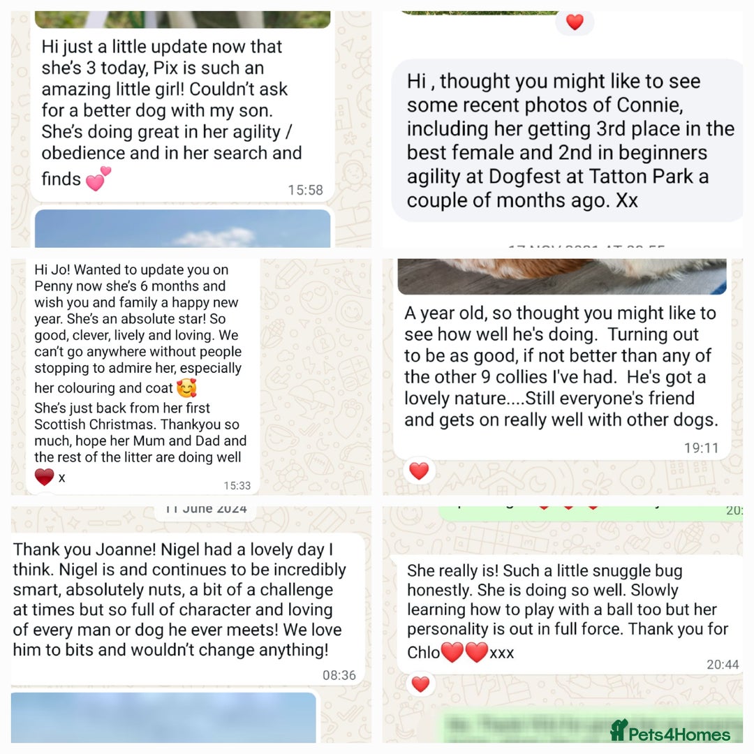 Bordoodle dogs for sale: Toy Bordoodles ❤️ - 1 girl available - Image 13