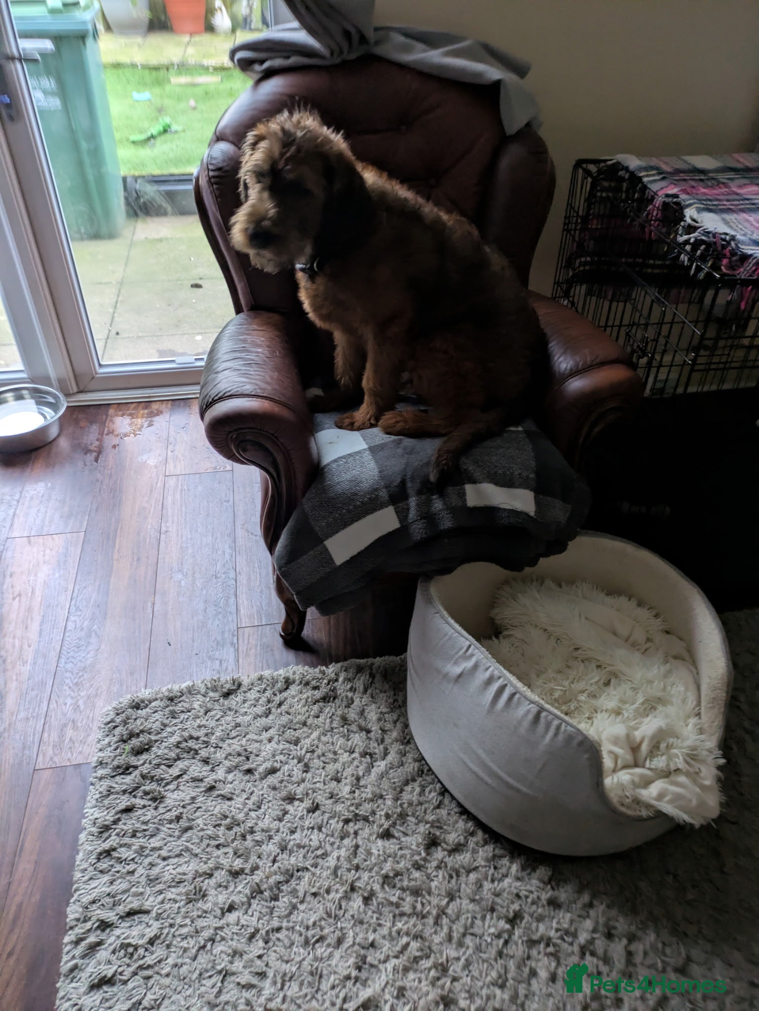 Double Doodle dogs 6 months old puppy for sale  - Advert 1