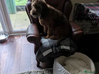 Double Doodle dogs 6 months old puppy for sale - Advert 1