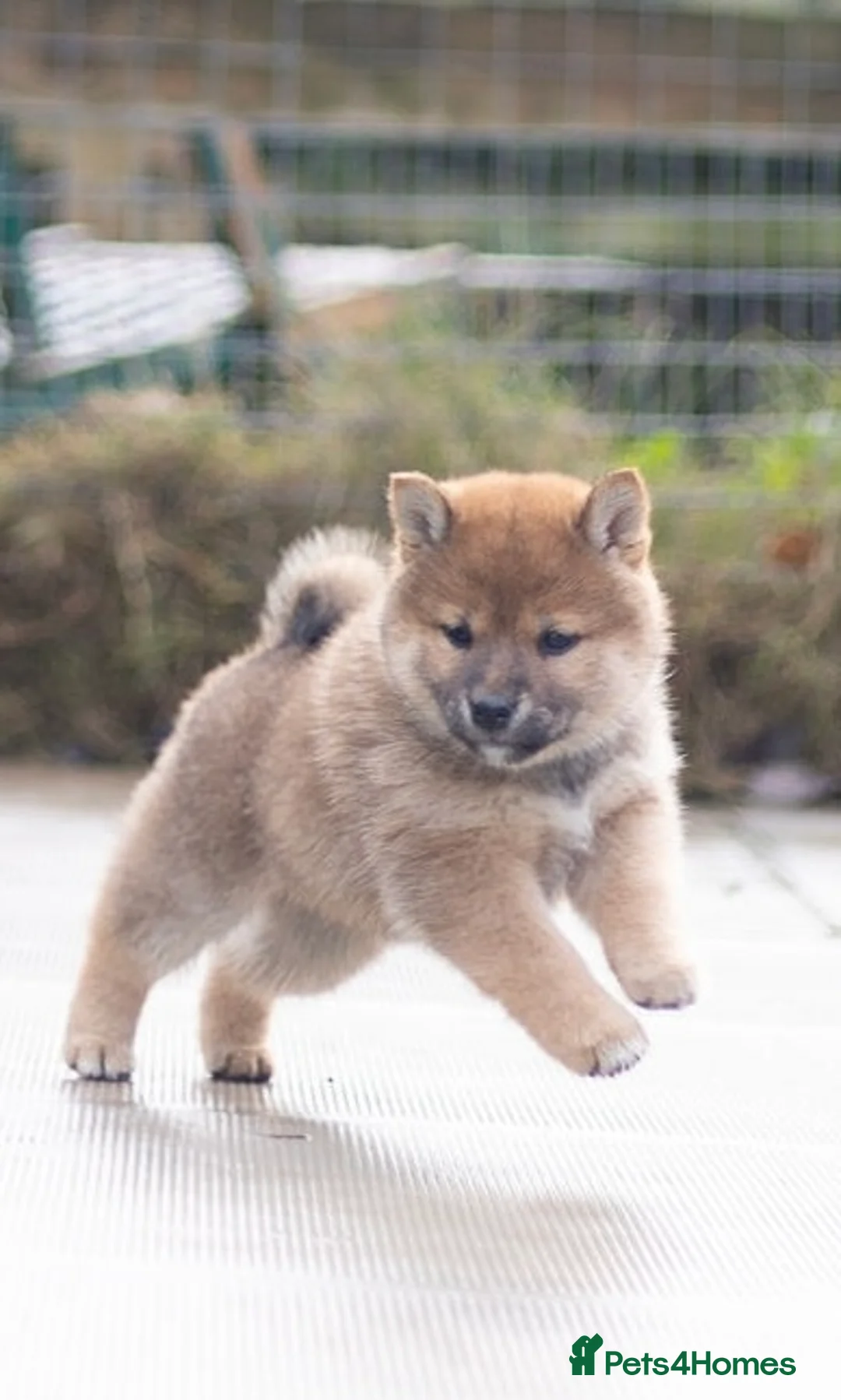 Japanese Shiba Inu dogs for sale: ❤️ Fall in Love with a Shiba Girl — Reduced Price - Advert 9