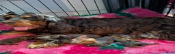 Cocker Spaniel dogs for sale: Exceptional KC Registered Show Cocker Spaniels - Advert 1