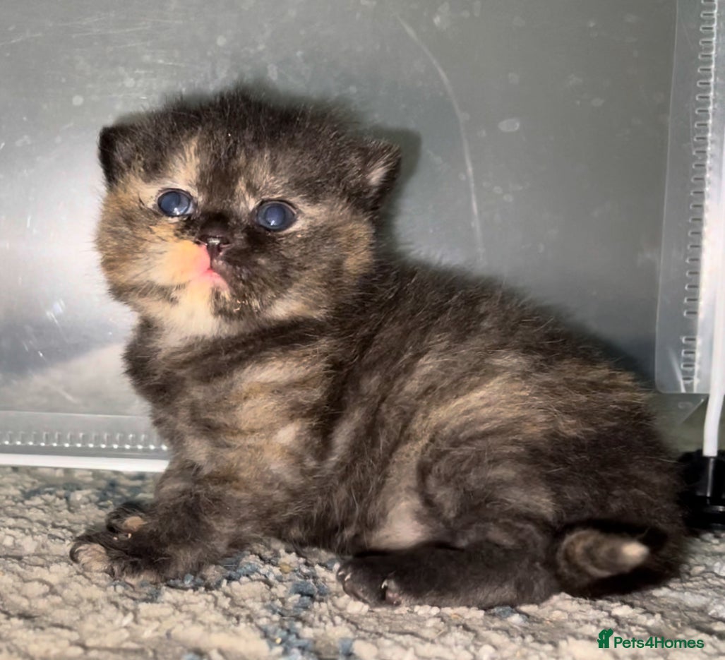 British Shorthair cats Exceptional litter of GCCF British shorthairs - Advert 2