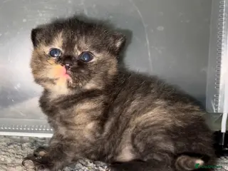 British Shorthair cats Exceptional litter of GCCF British shorthairs - Advert 5