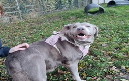 Labrador Retriever dogs for adoption: Willow - Image 1