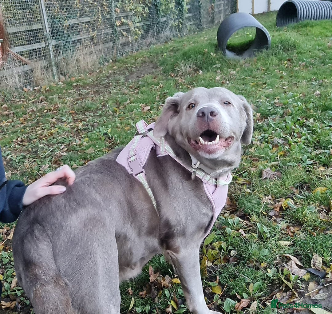 Labrador Retriever dogs for adoption: Willow - Image 1