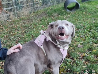 Labrador Retriever dogs - Advert 1