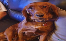 Cocker Spaniel dogs for sale: K.C. Registered cocker spaniel puppies - Image 8