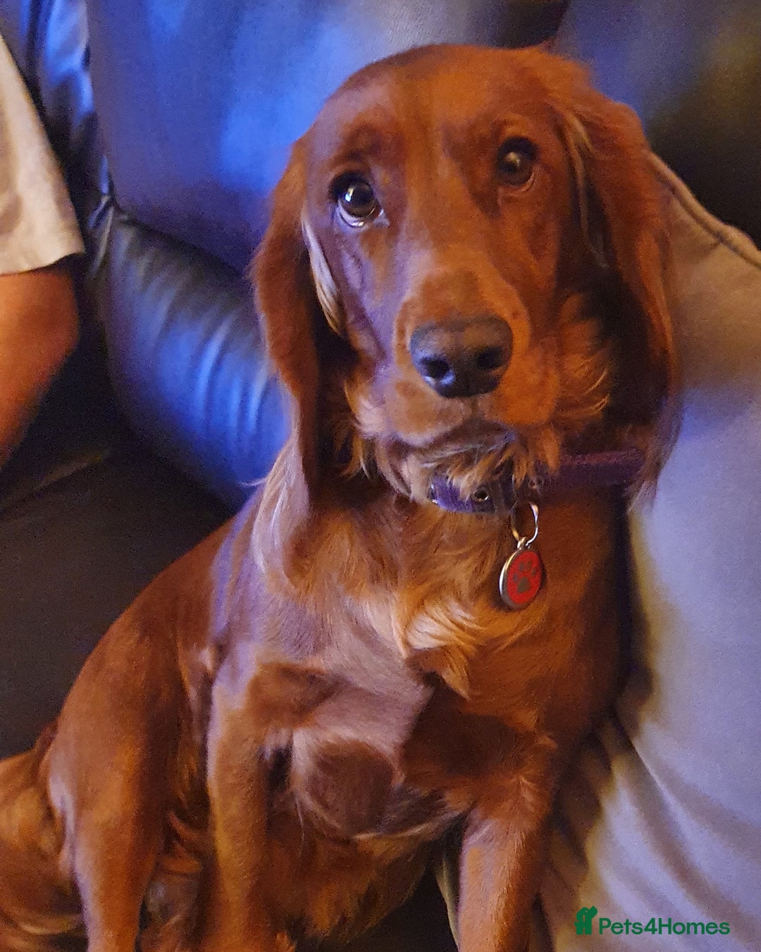 Cocker Spaniel dogs for sale: K.C. Registered cocker spaniel puppies - Image 8