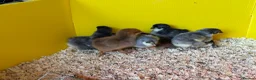 Chickens poultry for sale: Beautiful Orpington Chicks for Sale - Advert 4