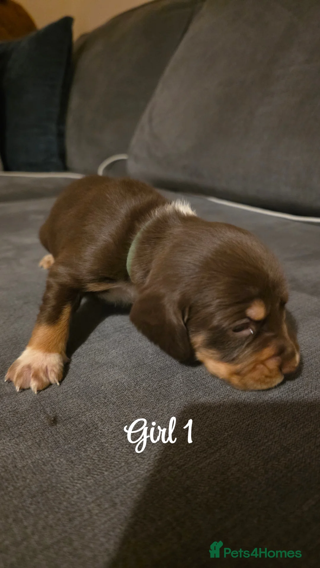 Mixed Breed dogs for sale: Beautiful Cocker x Collie pups - Advert 6