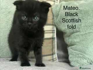 Scottish Fold cats Scottish fold boy - Advert 4