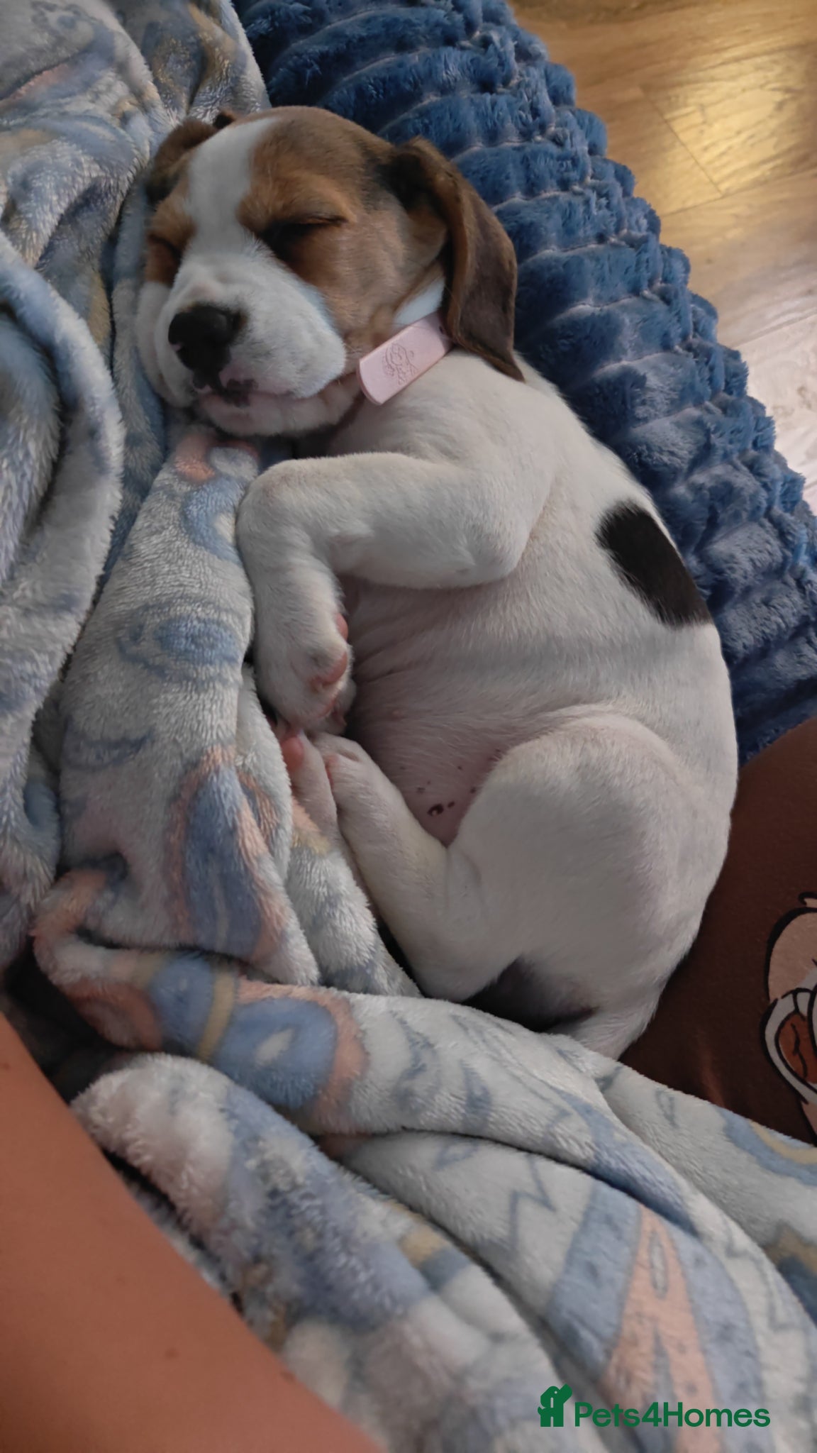 Beagle dogs for sale: Beagle female  in Prenton - Advert 6