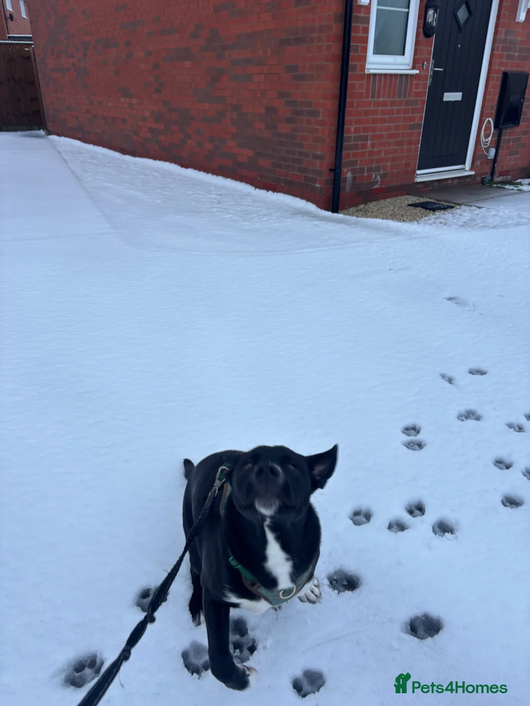 Mixed Breed dogs for sale: Male, Thor in Nuneaton - Advert 3