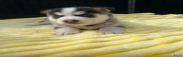 Pomsky dogs for sale: Pomsky puppys in Cardiff - Advert 12