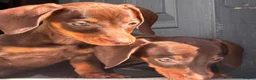 Miniature Dachshund dogs for sale: Chocolate and tan miniature dachshunds - Advert 16